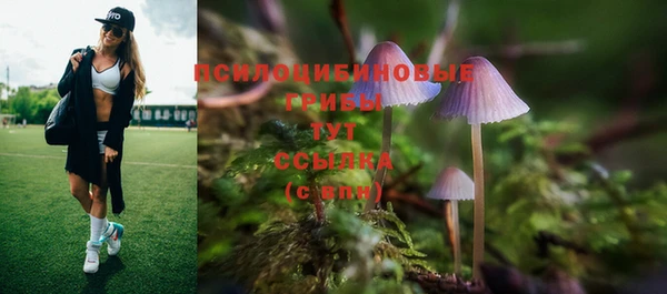 прущие грибы Белокуриха